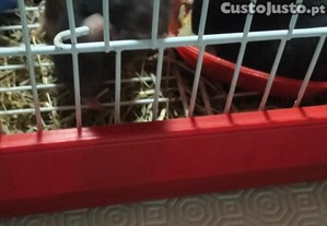 Hamster sírio