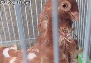Pombo Gravatinha