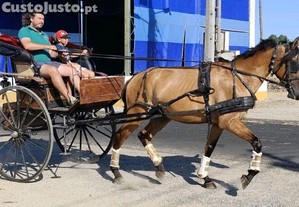 Poldro 3 anos