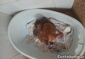 imagem_5