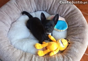 imagem_3