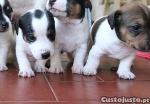 Jack Russell Terrier