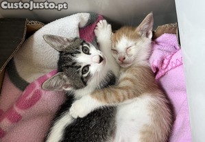 Gatinhos adorveis para adoo (gratuito)