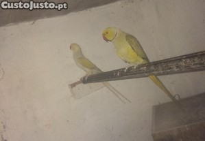 imagem_3