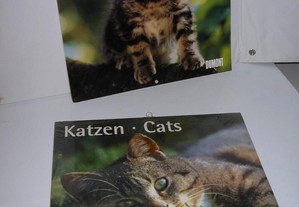 Gatos - Calendários de Gatos