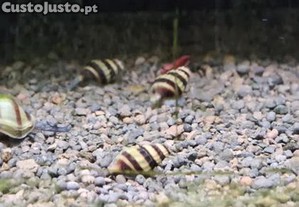 Caracóis Helena / Anentome Helena controlo natural de pragas no aquário