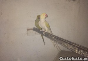 imagem_5