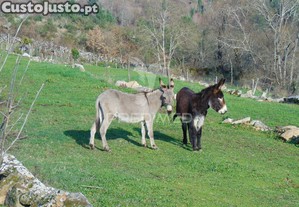imagem_29