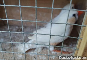 imagem_2