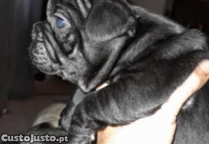 Bulldog francs macho