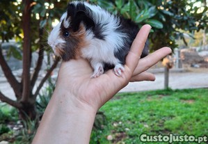 imagem_4