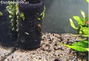 Guppys sortidos