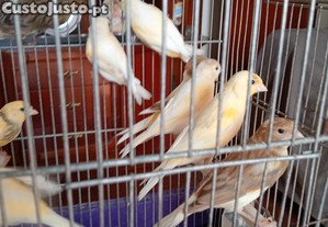 imagem_1
