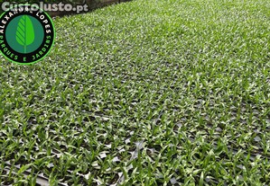 Produtor de relva natural, preço m2 1.30 , envios para todo o país