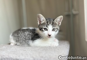 Gatinhos Disponveis a partir de: 13 de setembro (gratuito)