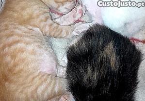 Gatinhos para adoo