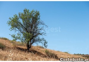 imagem_41