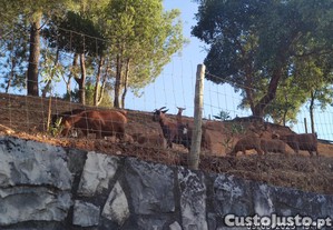 Rebanho cabras anãs.