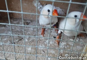 imagem_3
