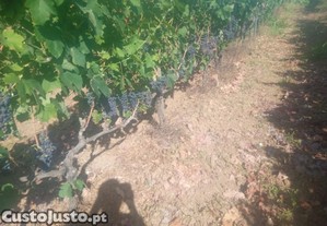 uvas para vinho