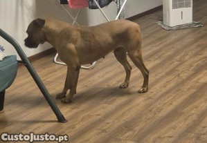 Cadela boxer com 7 anos