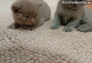 Scottish Fold e Straight