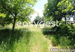 imagem_7