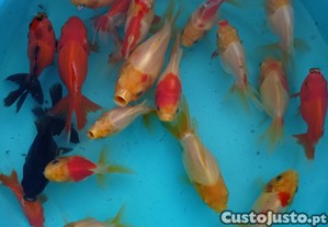 Orandas goldfish