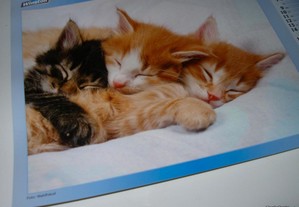 imagem_4