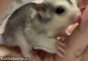 Sugar Glider (Petauro de Acar)