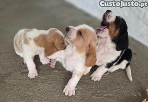 imagem_3