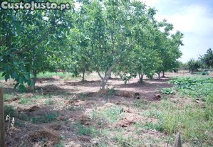 imagem_35