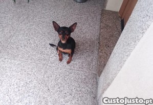 imagem_7