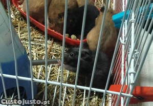 imagem_3