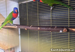 imagem_1