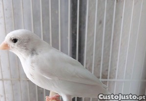imagem_1