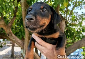 Jagd Terrier quatro fêmeas e três machos