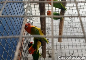 imagem_1