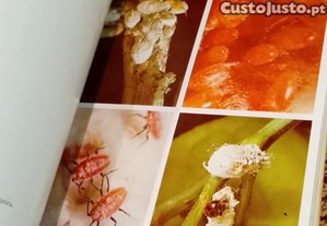 imagem_7