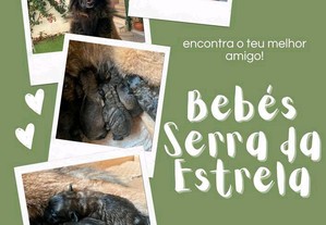Cães Serra da Estrela com registo