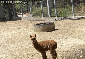 Alpaca macho bb