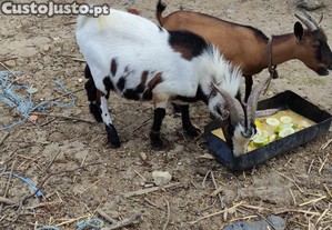 Cabras anas