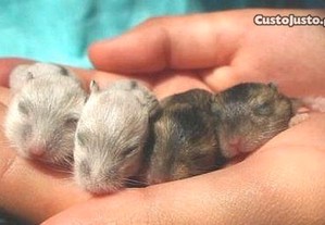 Hamsters anões