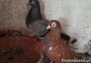 imagem_1
