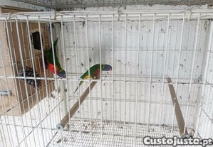 imagem_4