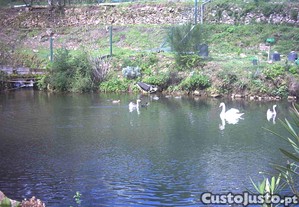 imagem_11