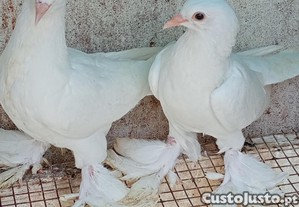 imagem_2