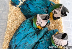 imagem_4
