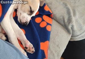 Cadela 3 meses porte pequeno