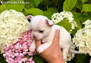 Chihuahua Miniatura